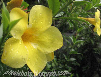 allamanda-flowers-kerala,american-flowers,tropical-flowering-plants,yellow-mellow,yellow-golden-trumpet-flowers