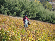 campesino cosechando uva