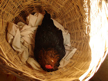 gallina descansando en un canasto