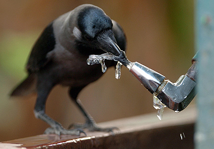Are Crows Intelligent? : 9 Uncanny Facts About Crows – OSUUA