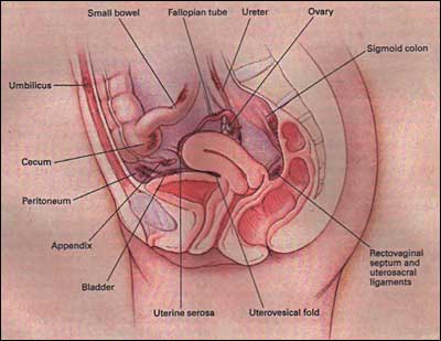 Causes of Dyspareunia - RightDiagnosis.com