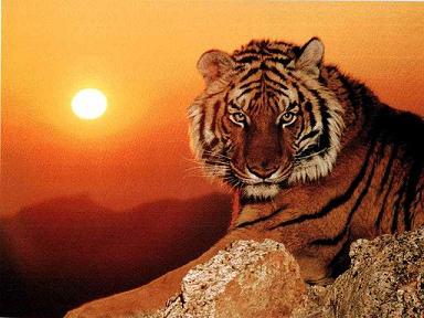 Un tigre à l'aube