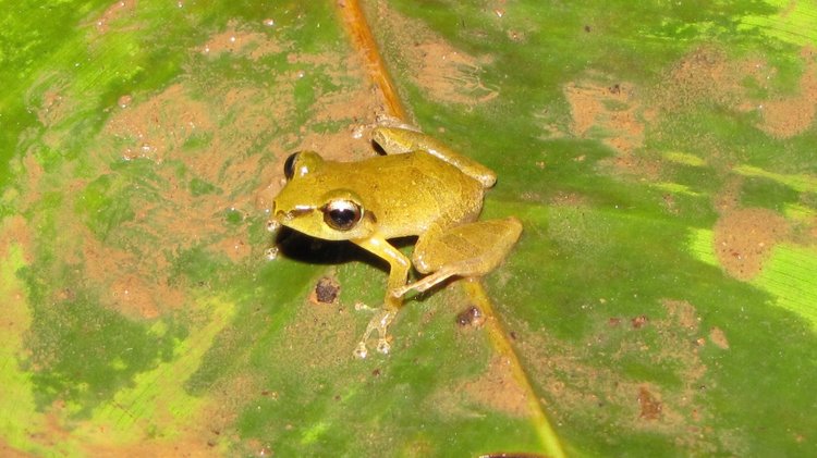 The Buckeye Herps Blog: Pura Vida 5: Leaf-litter Amphibians