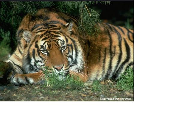 Advanced Term 4 2010 Emily Korean Tiger