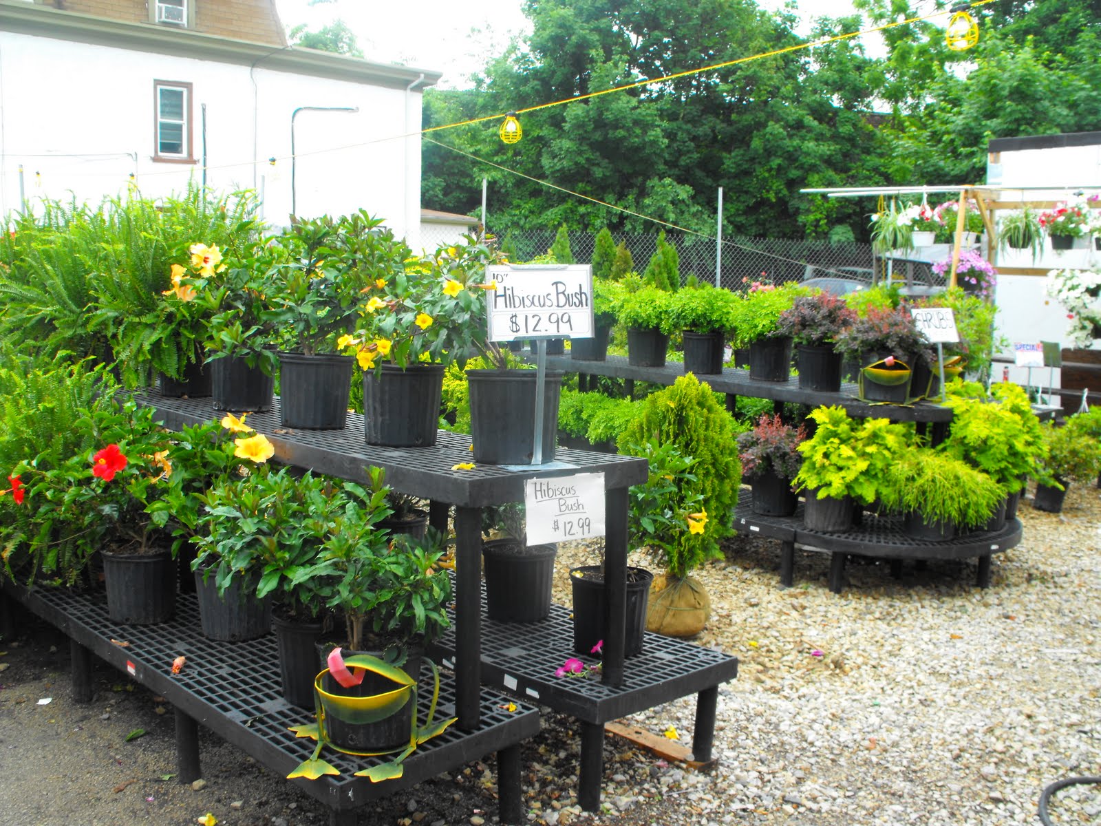 Ahri basic combo Does Produce Junction Have Flowers 45 Produce