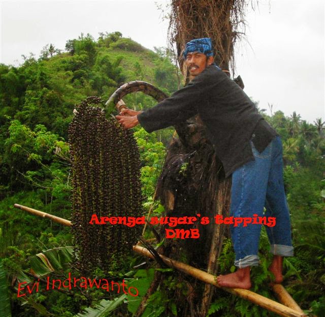 [nyadap+nira+aren+copy-727730.jpg]