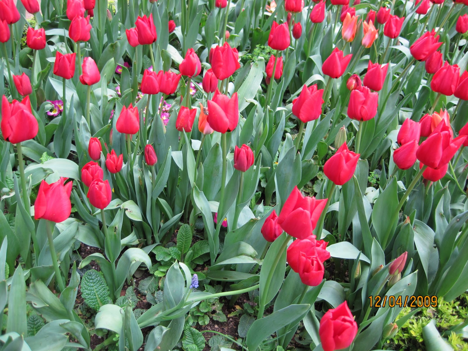 tropical-landscape-tulips-is-actually-a-national-flower-of-turkey