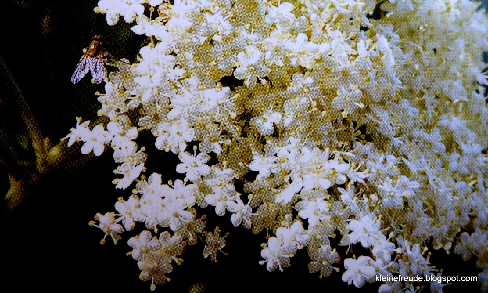kleine freude: Der Holunder/Elderberry im Keltischen Baumkreis