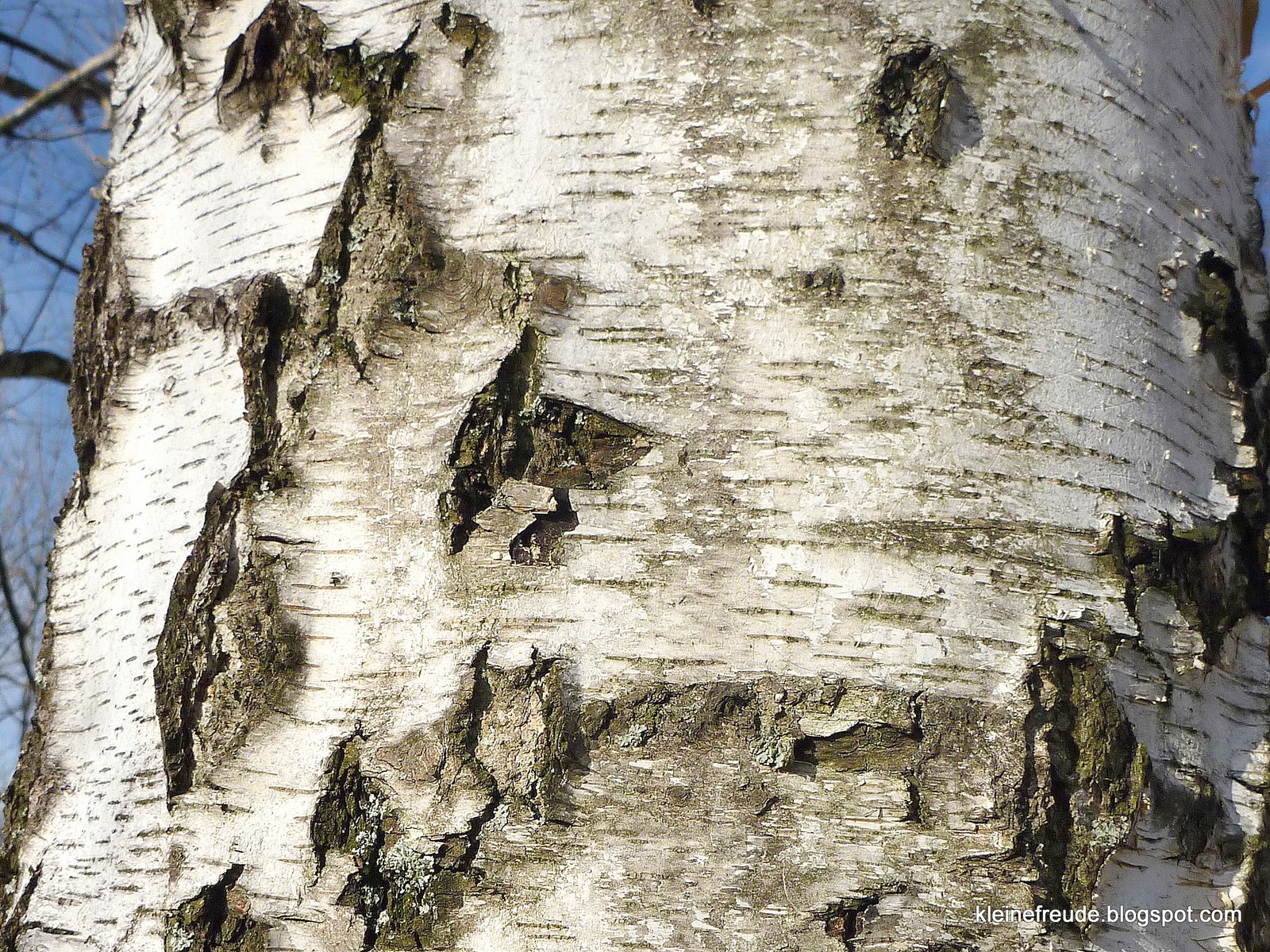 kleine freude Die Birke / Birch im Keltischen Baumkreis