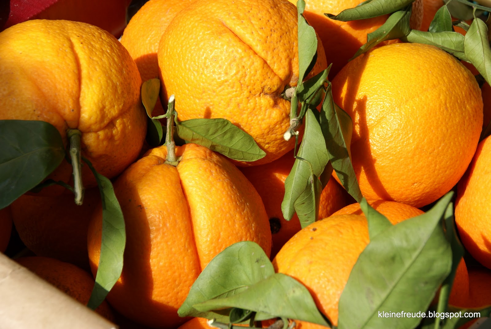 kleine freude: Citrusbäume