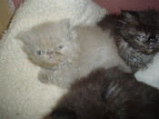 My New Lilac Persian Kitten