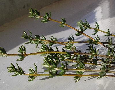 thyme.jpg