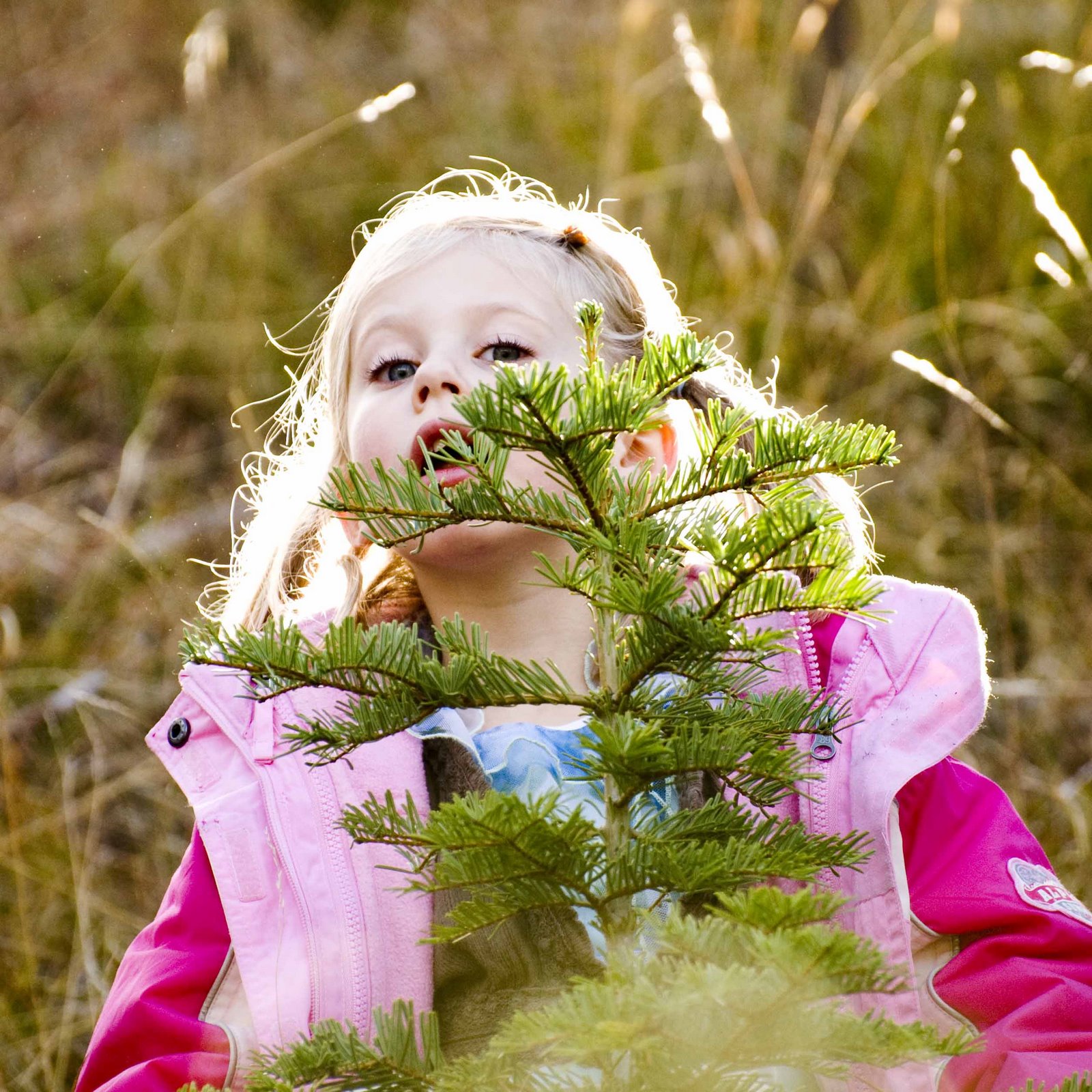 [christmas+tree-3.jpg]