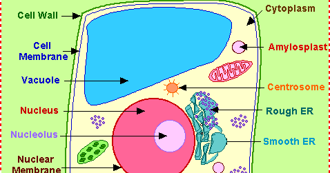 Biology Blog: Green Plant Cells