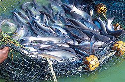 Catfish ready for harvest. Omega 3 Fish Oil and Depression - A number of studies have found decreased omega-3 content in the blood of depressed patients
