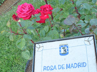 La rosa más bella de Madrid