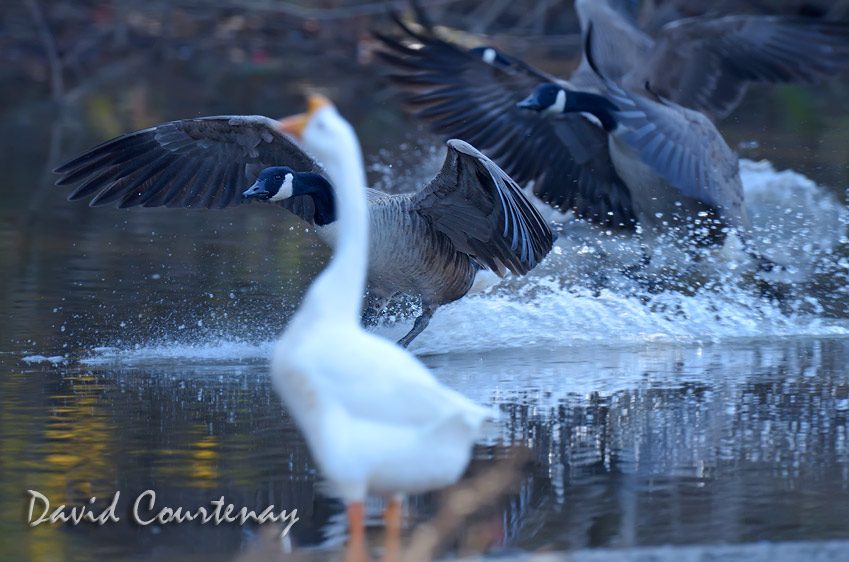 Wildlife Photography across the Water Nikon D7000 AF impressions