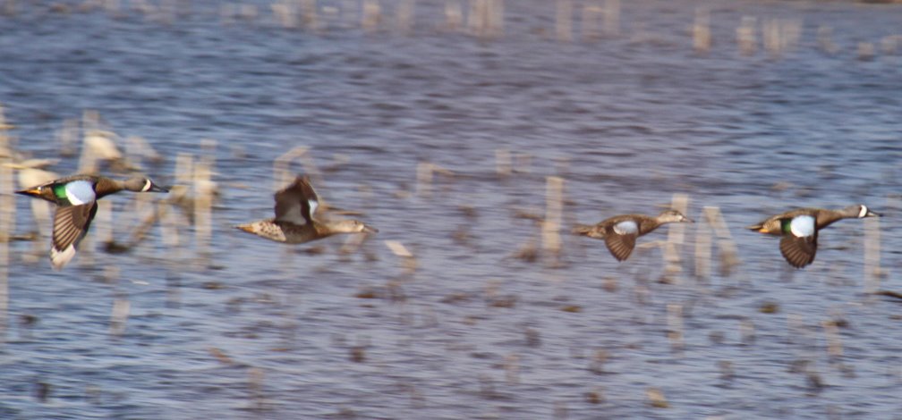 [2drake2henbluewingtealB.jpg]