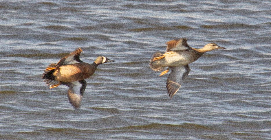 [bondedpairbluewingteal3.jpg]