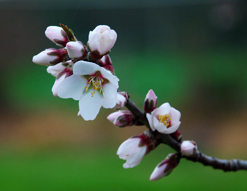 garden delights TODAY'S FLOWERS Almond Blossom Time