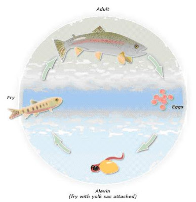 Aquaculture @ Wadalba: Is it really a 'Life Cycle' if we eat all the Trout?