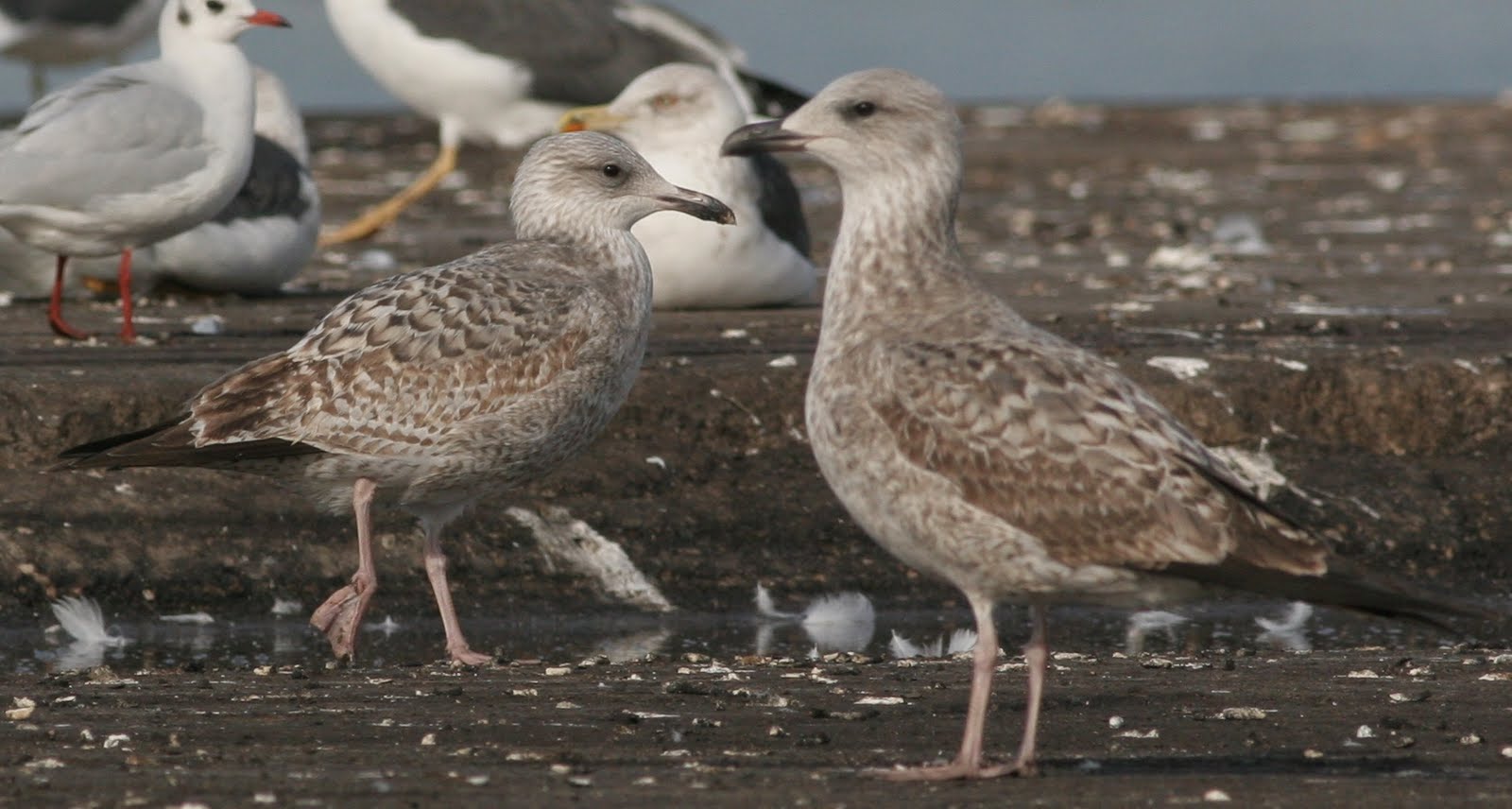 Gulls in Catalonia 1 w. Herring gull (L. argentatus) & 1 w. Yellow