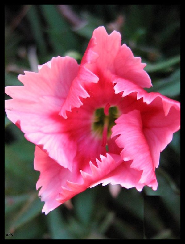 [flower_II_by_lostknightkg[2].jpg]