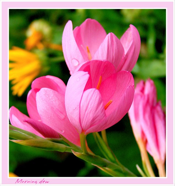 [Dew_by_Buble[1].jpg]