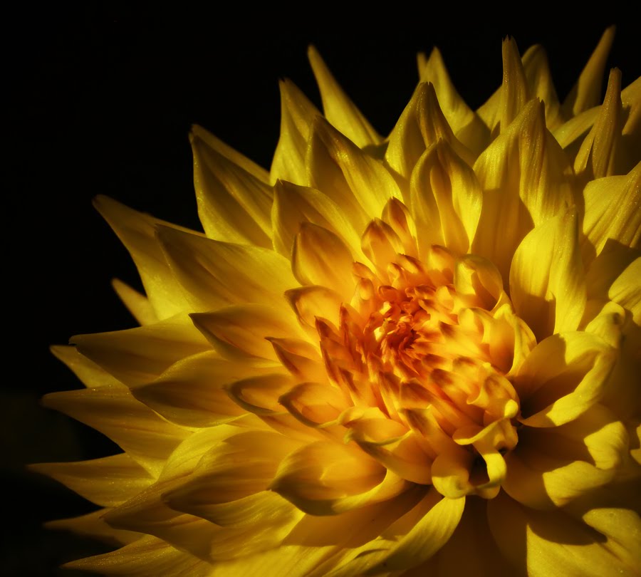 [Conflagration_Dahlia_by_andras120.jpg]