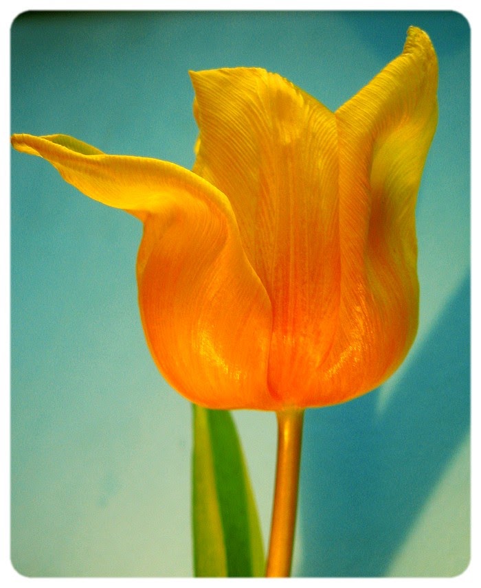 [Fav_tulip_by_liftangel[1].jpg]