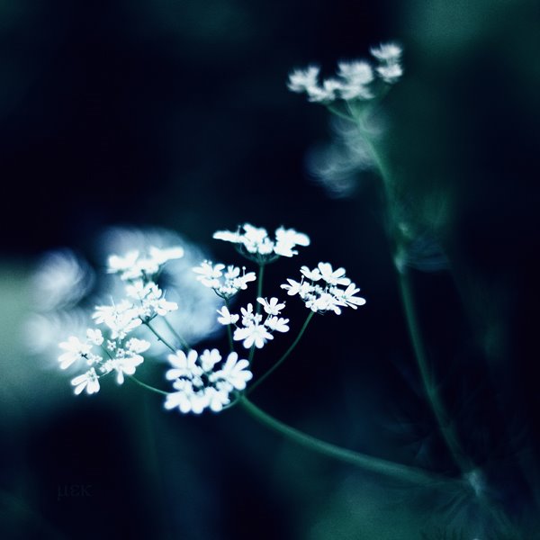 [teLL_me_by_EmirKurtaran.jpg]