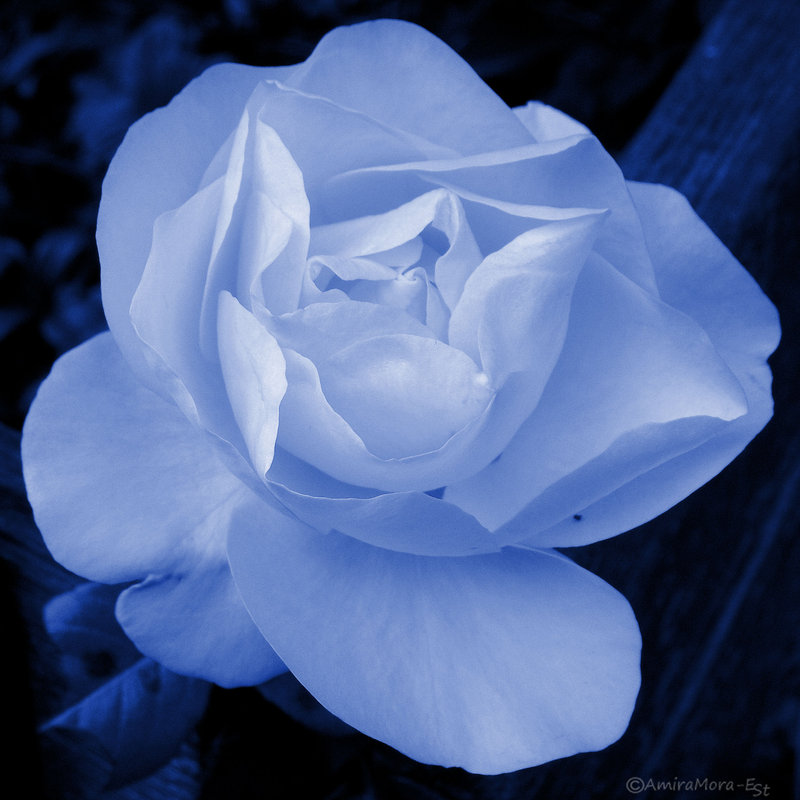 [moonlit_rose_by_AmiraMora.jpg]