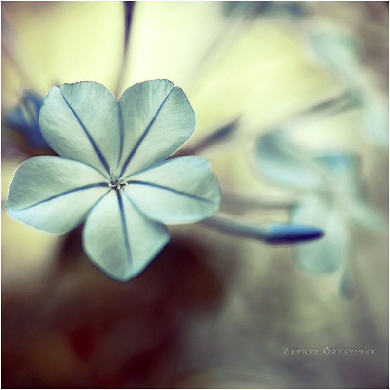 [the_sincere_by_estellamestella.jpg]