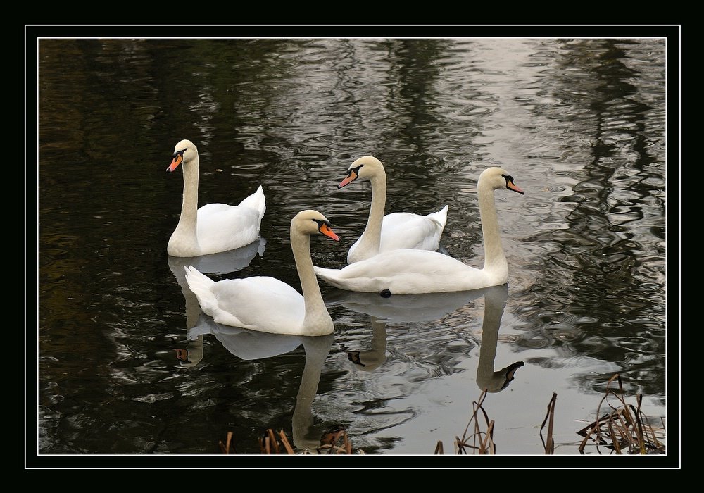 [2965317_large.jpeg]