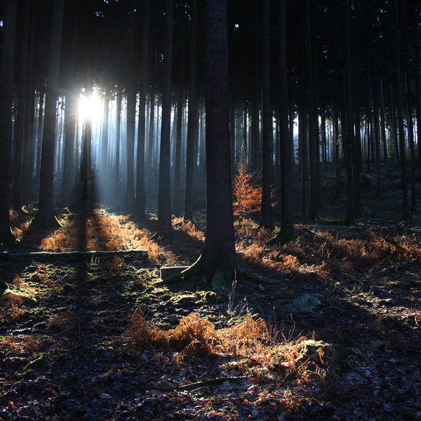 [sunray_5_by_chriskaula.jpg]