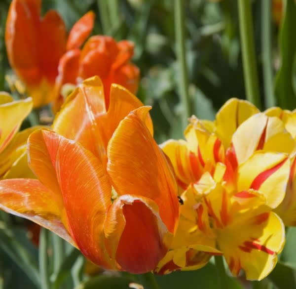 Frank Thompson's Kansas Journeys Wamego Tulip Festival