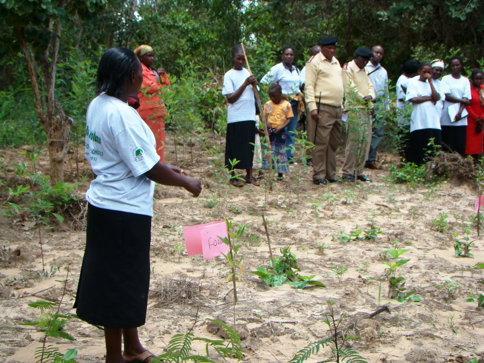 Kenya Forests Mbeere Farmers Graduate Via Farmer Field Schools (FFS)