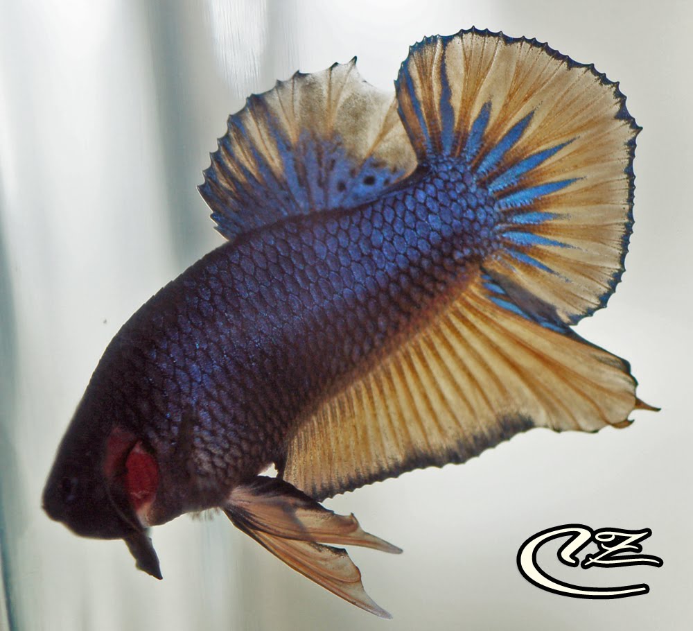 Betta Mustard Gas HMPK