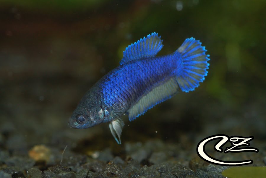 Betta Mustard Gas HMPK