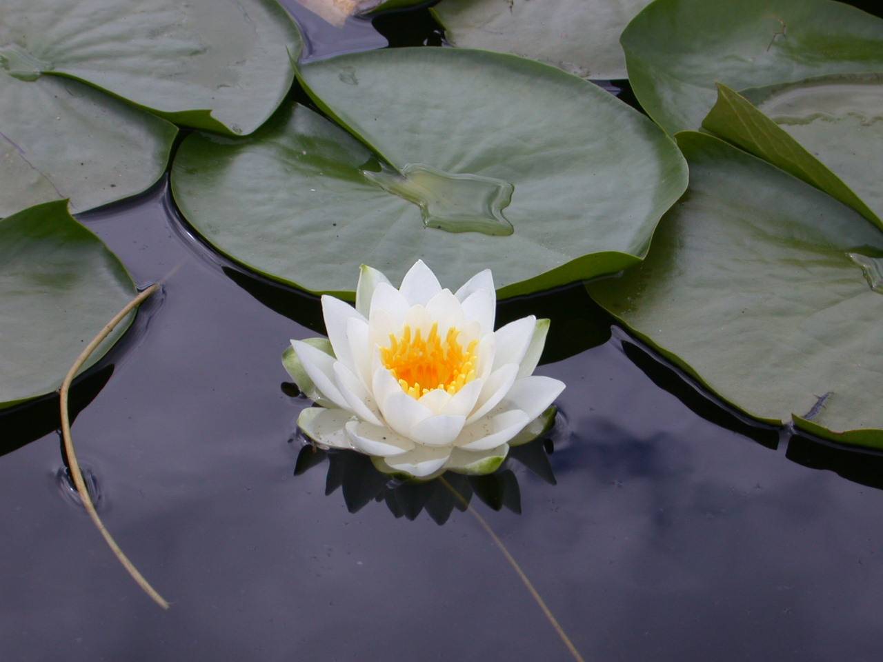 http://3.bp.blogspot.com/_RU4fdNmsPuo/S8_j7rkjwvI/AAAAAAAABeY/TYWtGpHnrjI/s1600/white%2520lotus%2520flower.jpg