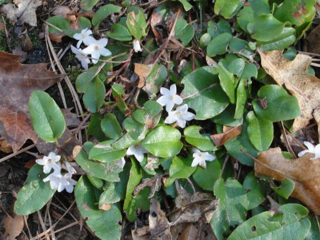 cape cod flowers | Mary Richmond's Cape Cod Art and Nature