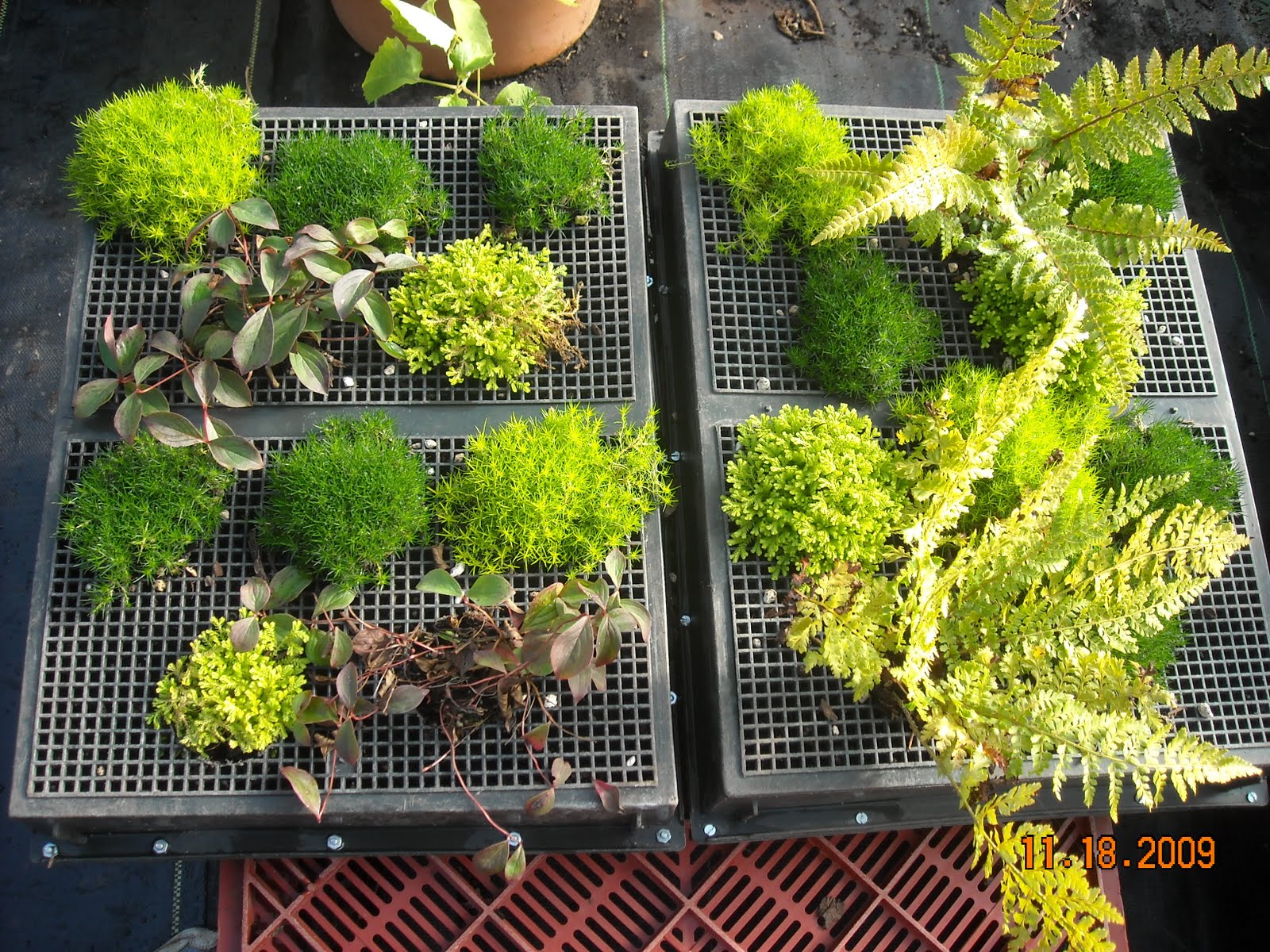 ask Barbara at Honeyman Nursery Living Walls