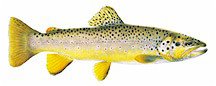 [BrownTrout.jpg]