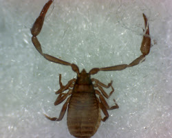 centipede carpet larvae beetle canada pseudoscorpions mites tangled web adjacent key usa