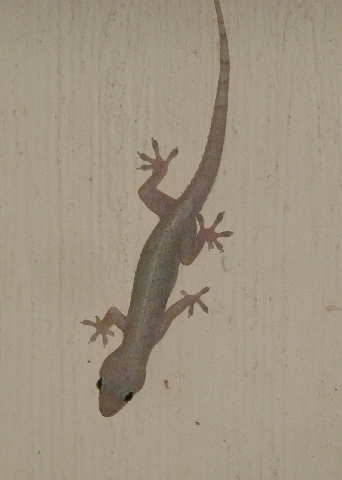 Florida Suncoast Birding A Few Reptiles