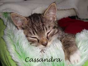 Mijn lieve Cassandra