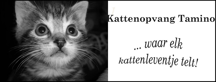 Volg hieronder de verhalen uit de kittenopvang