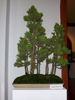 CLUB PERUANO DE BONSAI