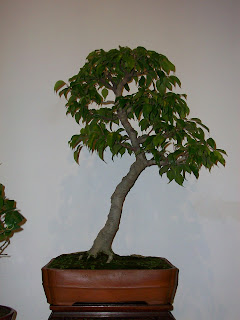 CLUB PERUANO DE BONSAI