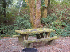 A Moss-Covered Picnic Table - Gold River